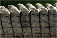 crocodile 3