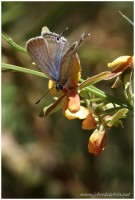 long tailed pea blue butterfly 3