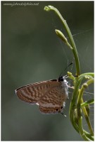 long tailed pea blue butterfly