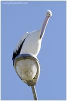 Pelican on light pole