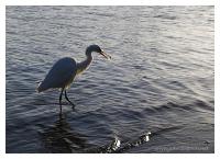 egret and fish