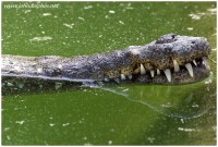 crocodile 4