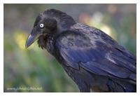 crow raven 5