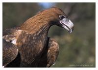 wedgetail eagle