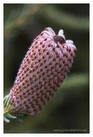 Banksia  bud