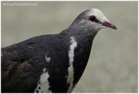 wonga pigeon